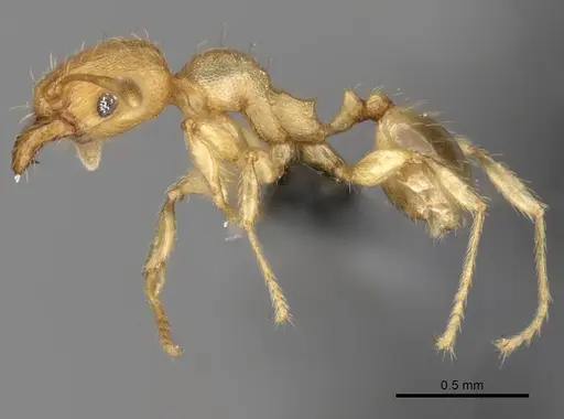 Pheidole parva - CASENT0263952
