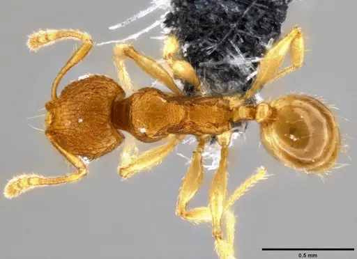 Pheidole parva - CASENT0282010