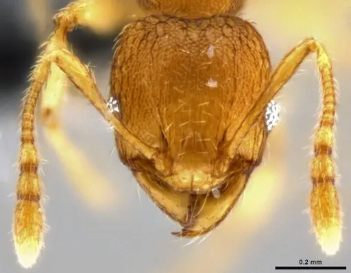 Pheidole parva - CASENT0282010