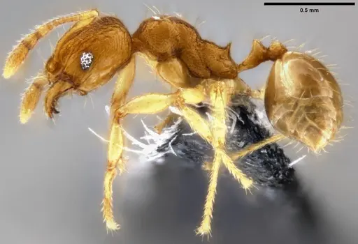 Pheidole parva - CASENT0282010