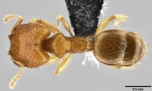 Pheidole parva - CASENT0282013
