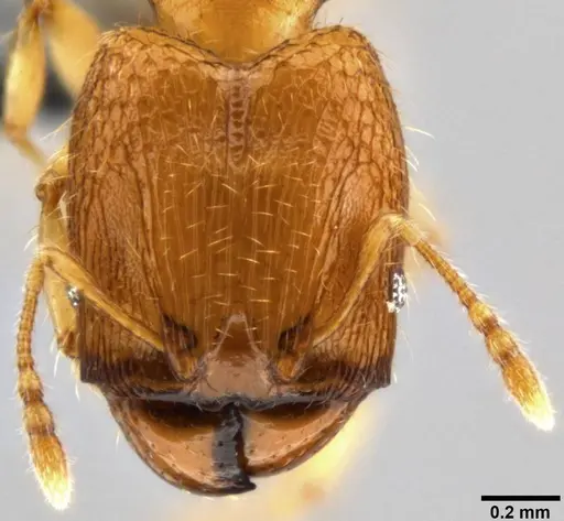 Pheidole parva - CASENT0282013