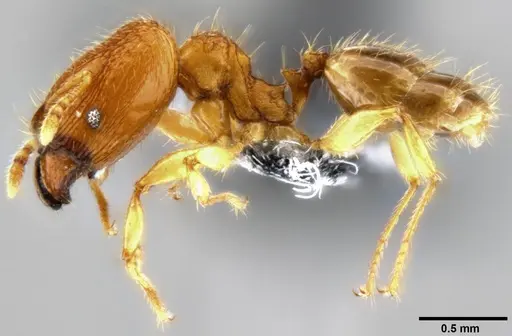 Pheidole parva - CASENT0282013