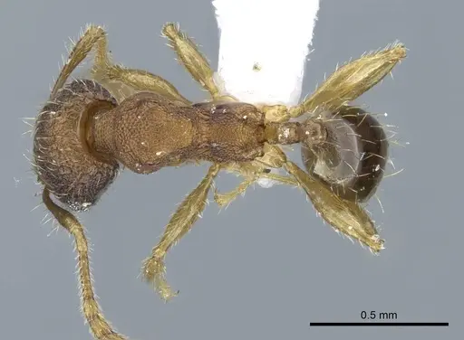 Pheidole parva - CASENT0740794
