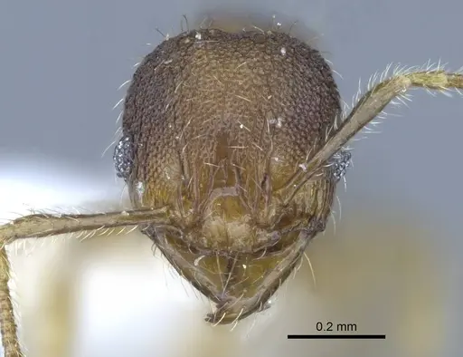 Pheidole parva - CASENT0740794