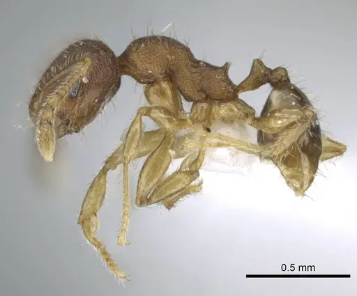 Pheidole parva - CASENT0740794