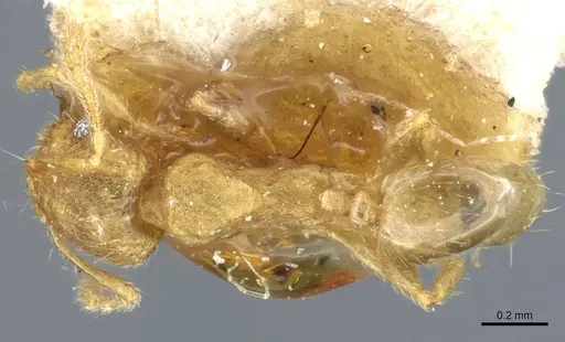 Pheidole parva - CASENT0904260