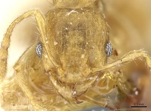 Pheidole parva - CASENT0904260
