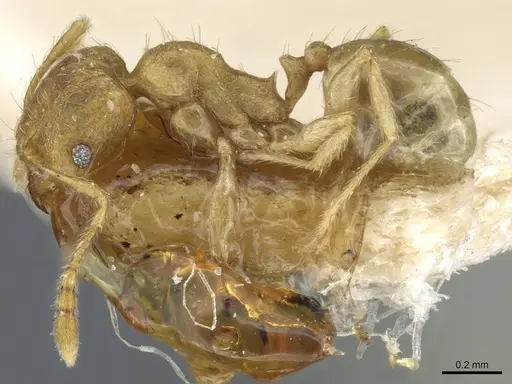 Pheidole parva - CASENT0904260