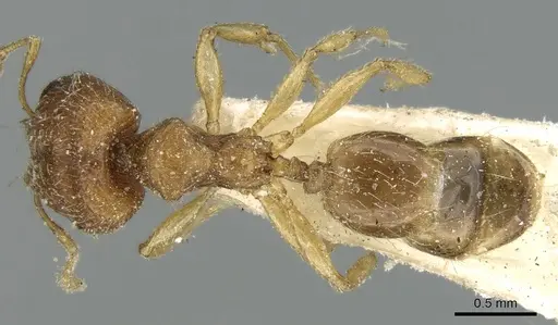 Pheidole parva - CASENT0906610