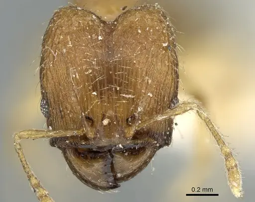 Pheidole parva - CASENT0906610