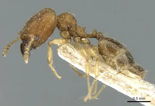 Pheidole parva - CASENT0906610