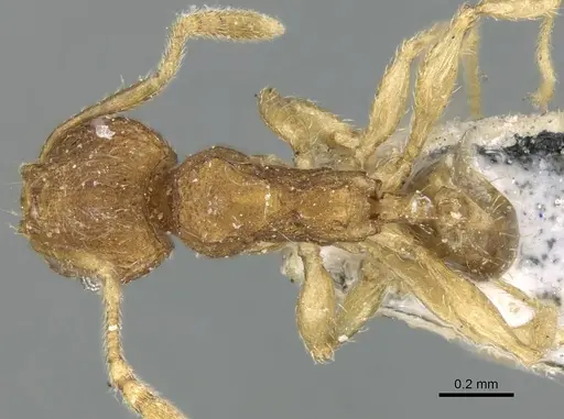 Pheidole parva - CASENT0906611