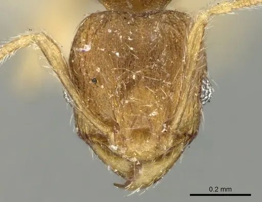 Pheidole parva - CASENT0906611
