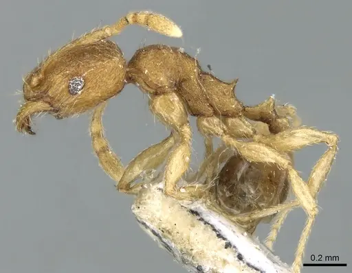 Pheidole parva - CASENT0906611