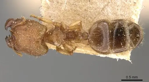 Pheidole parva - CASENT0907985