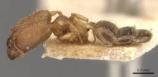 Pheidole parva - CASENT0907985