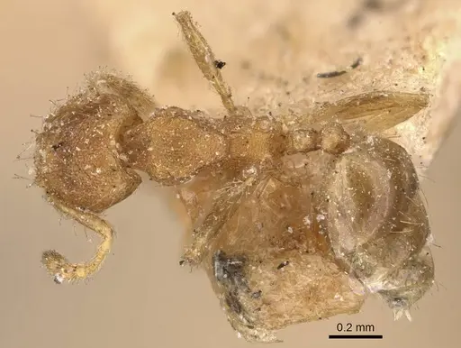 Pheidole parva - CASENT0907986