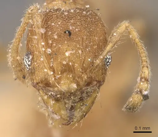 Pheidole parva - CASENT0907986