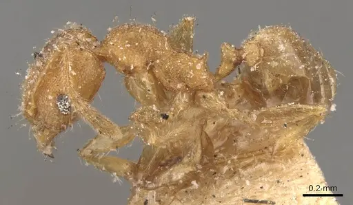 Pheidole parva - CASENT0907986