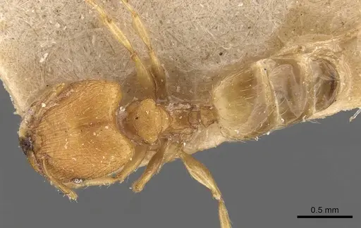 Pheidole parva - CASENT0907991