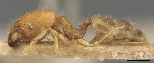 Pheidole parva - CASENT0907991