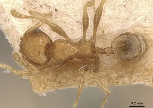 Pheidole parva - CASENT0907992