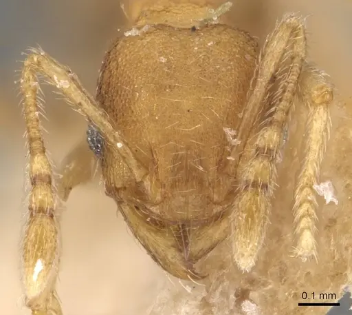 Pheidole parva - CASENT0907992