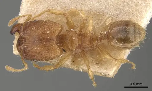 Pheidole parva - CASENT0907993