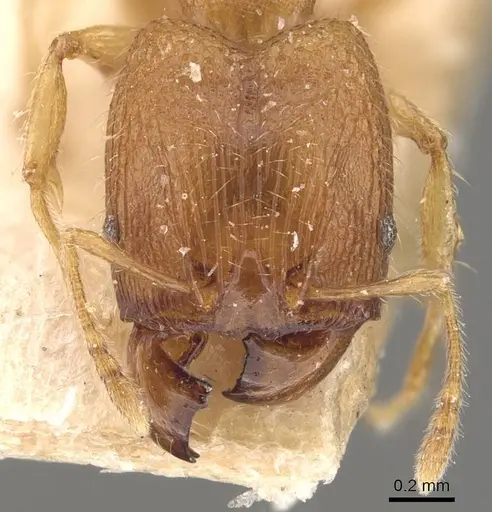 Pheidole parva - CASENT0907993
