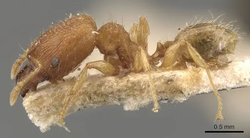Pheidole parva - CASENT0907993