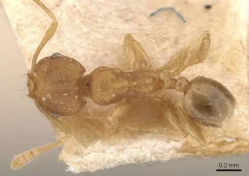 Pheidole parva - CASENT0907994