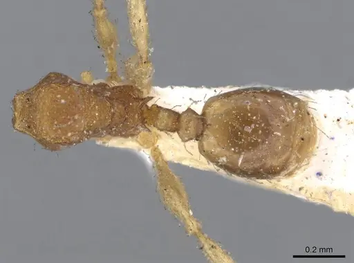 Pheidole parva - CASENT0922207