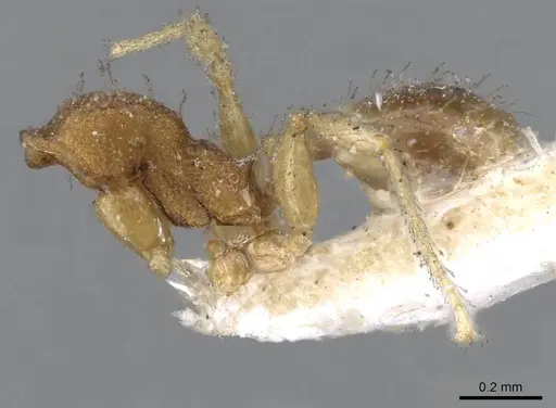 Pheidole parva - CASENT0922207