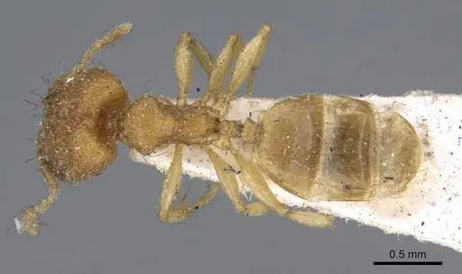 Pheidole parva - CASENT0922208