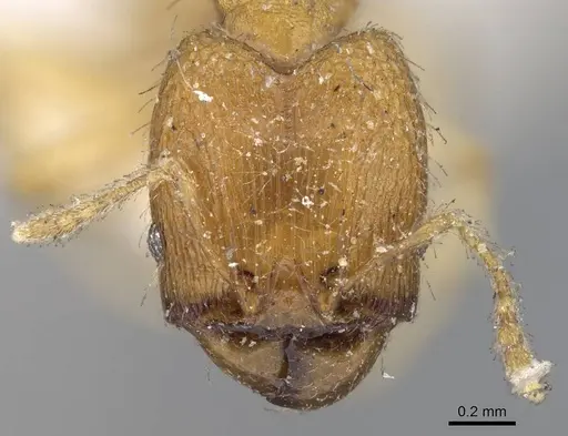 Pheidole parva - CASENT0922208
