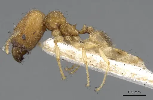 Pheidole parva - CASENT0922208