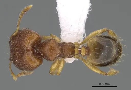 Pheidole parva - CASENT0922280