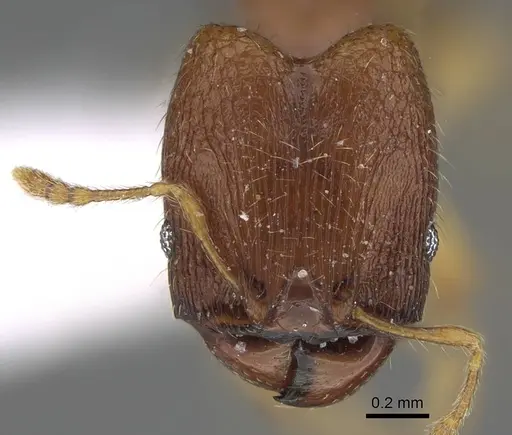 Pheidole parva - CASENT0922280