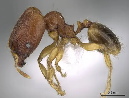 Pheidole parva - CASENT0922280