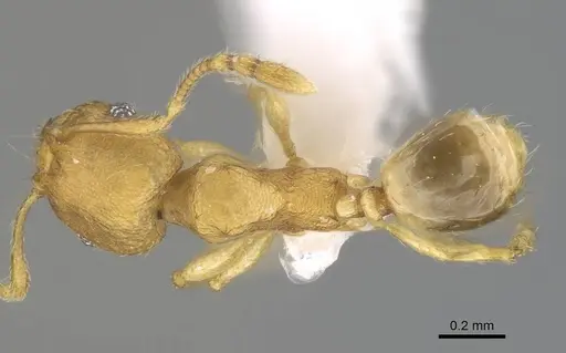 Pheidole parva - CASENT0922281