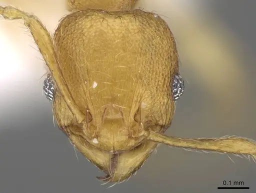 Pheidole parva - CASENT0922281