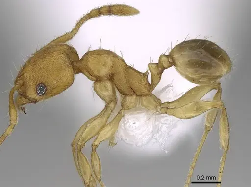 Pheidole parva - CASENT0922281