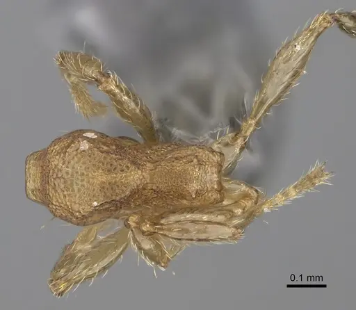 Pheidole parva - CASENT0923331