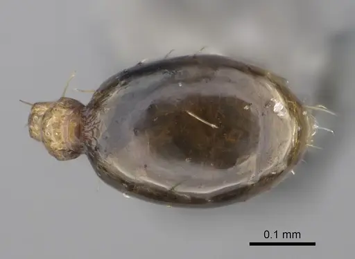Pheidole parva - CASENT0923331