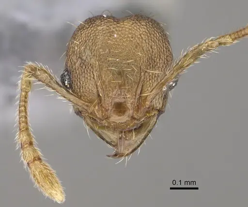 Pheidole parva - CASENT0923331