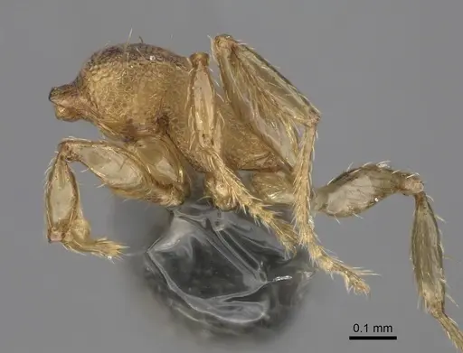 Pheidole parva - CASENT0923331