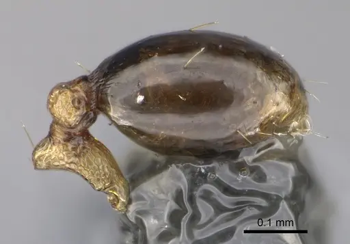 Pheidole parva - CASENT0923331