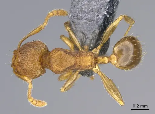 Pheidole parva - CASENT0923754