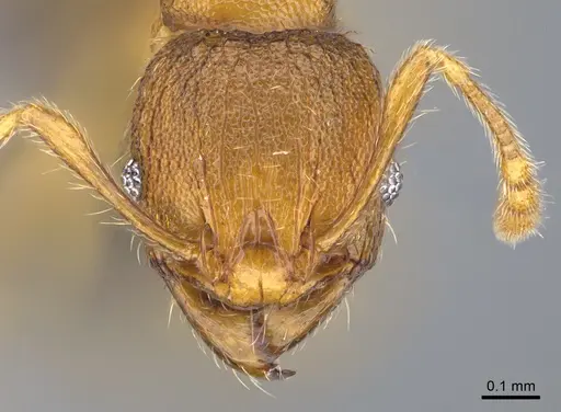 Pheidole parva - CASENT0923754